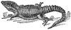 Zonurus