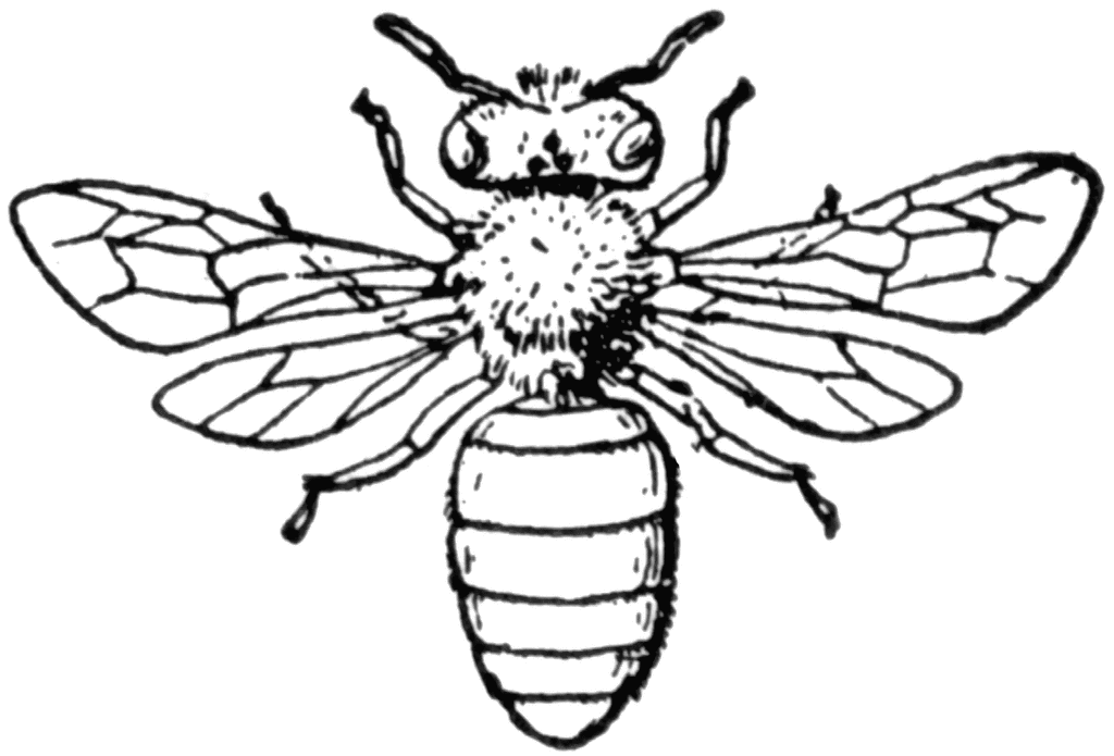 beehive clipart black and white - photo #50
