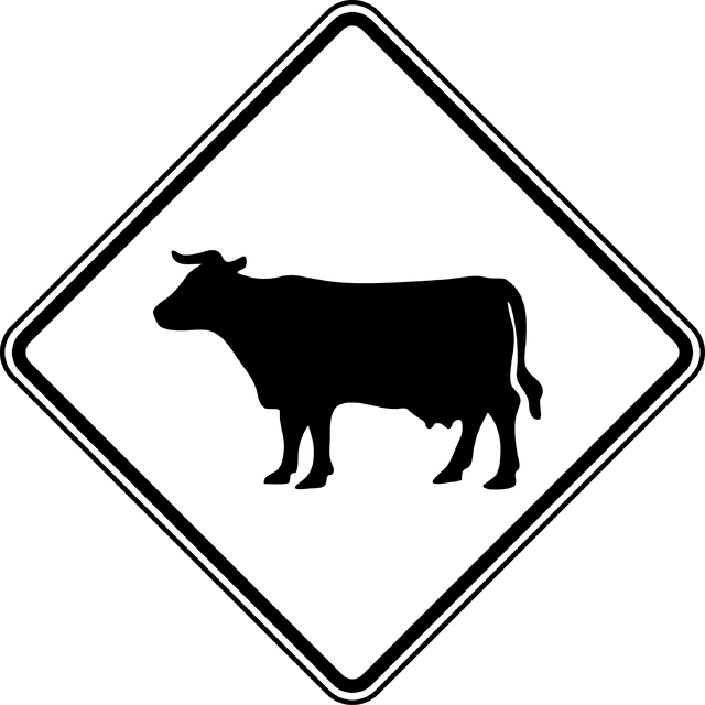 Cattle Crossing, Black and White