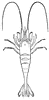 Shrimp