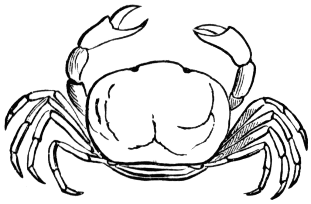 Oyster Crab. To use any of the clipart images above (including the thumbnail 