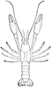 Blind Crayfish