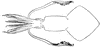 Squid