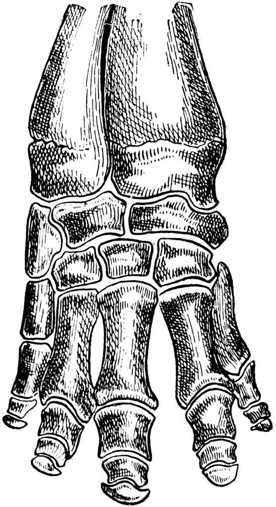 Bones of Elephant's Foot | ClipArt ETC