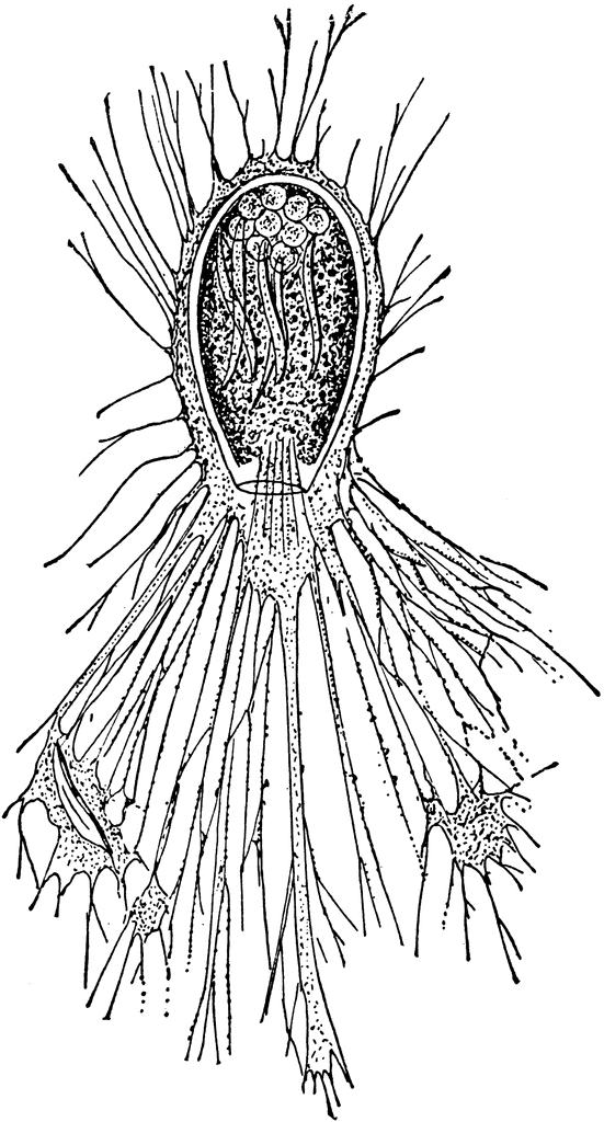 genus amoeba