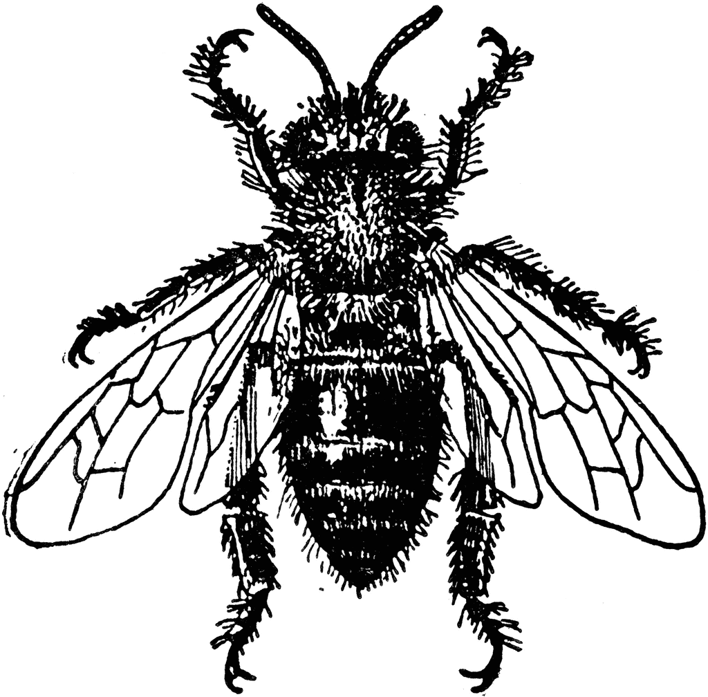 clip art bee line drawing - photo #32