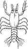 Metamorphosis of a Crab