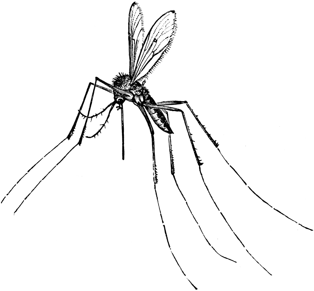 free cartoon mosquito clipart - photo #48