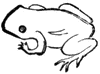 Toad