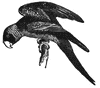 Parakeet