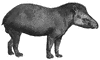 Tapir