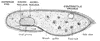 Paramecium