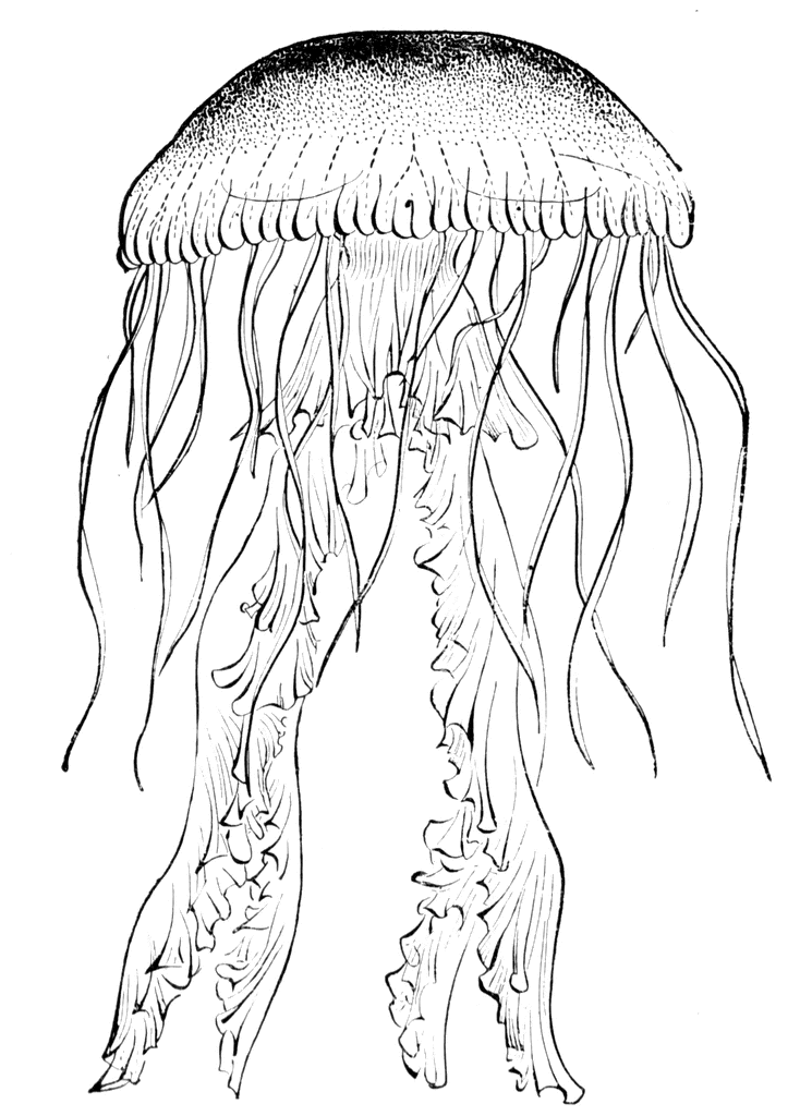 clipart pictures of jellyfish - photo #27