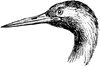 Crane Head and Leg