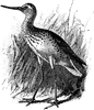 Green Sandpiper
