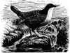 European Dipper