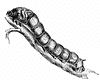 Silkworm