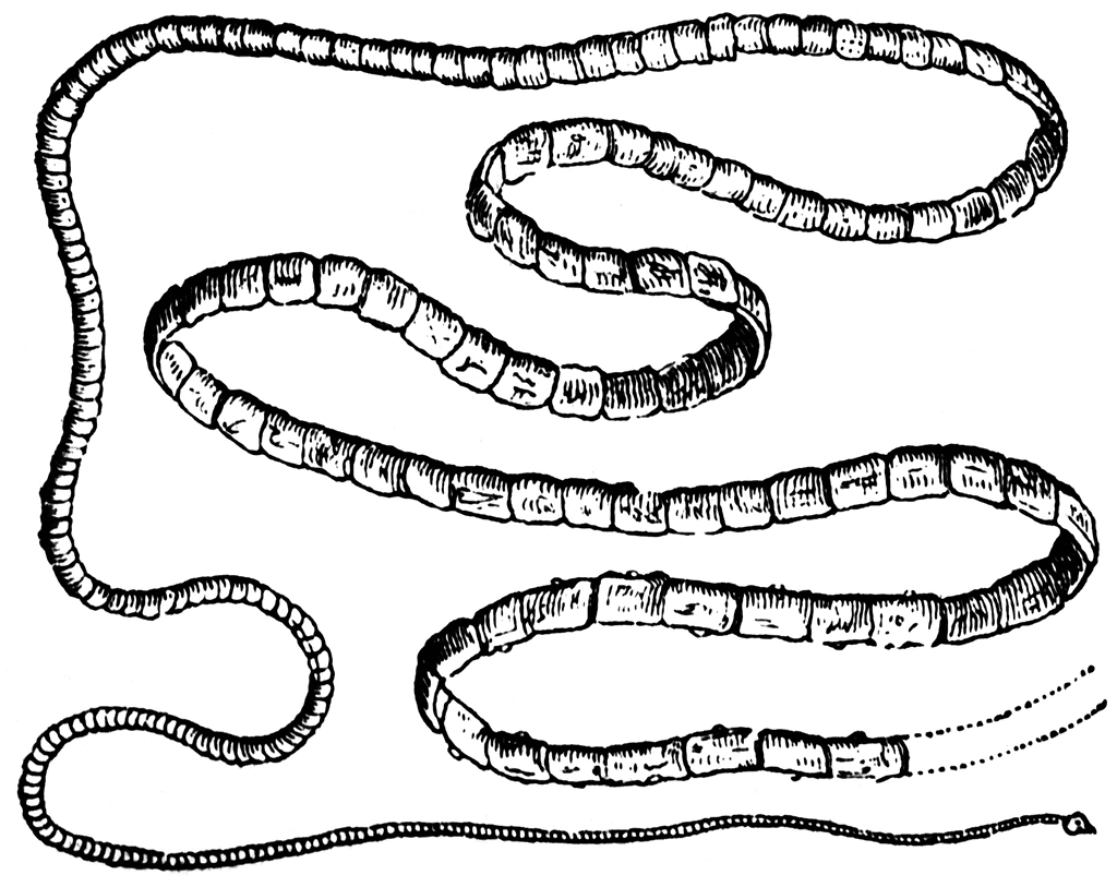 tapeworm coloring pages - photo #12