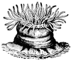 Anemone