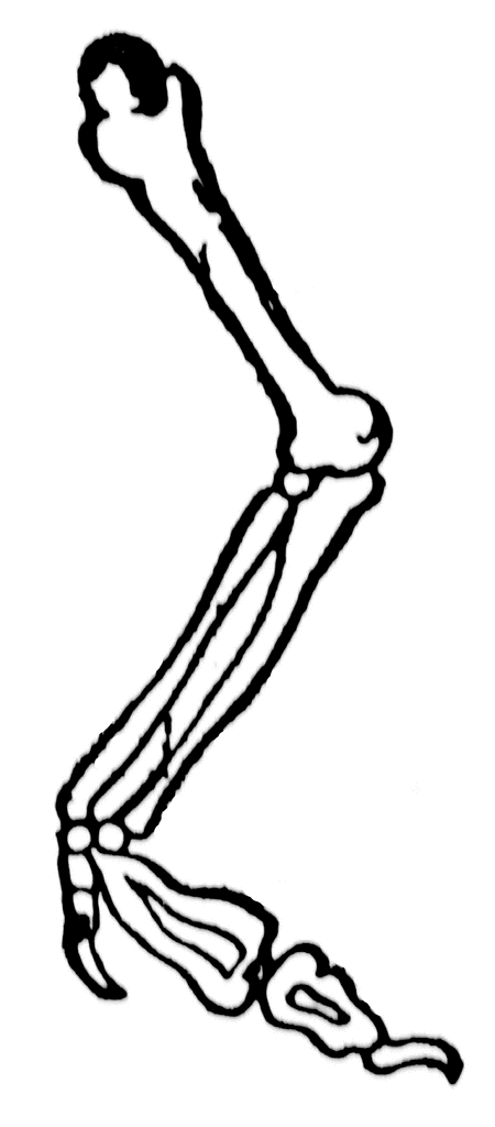 bones of arm | ClipArt ETC