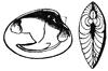 Balanus