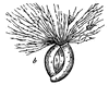 Foraminifera