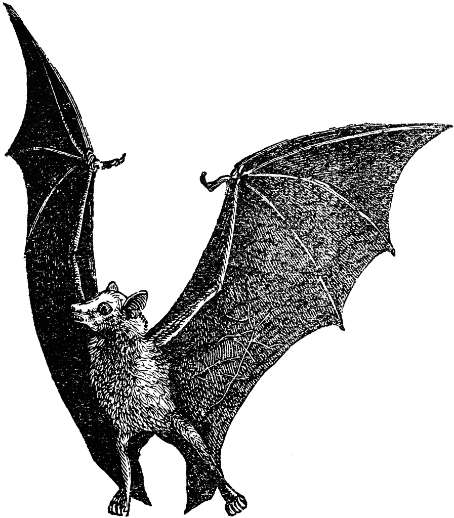 Flying Fox Bat | ClipArt ETC