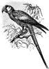 Macaw on Branch