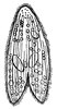 Paramecium