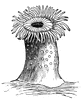 Sea-anemone