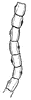 Tape-worm