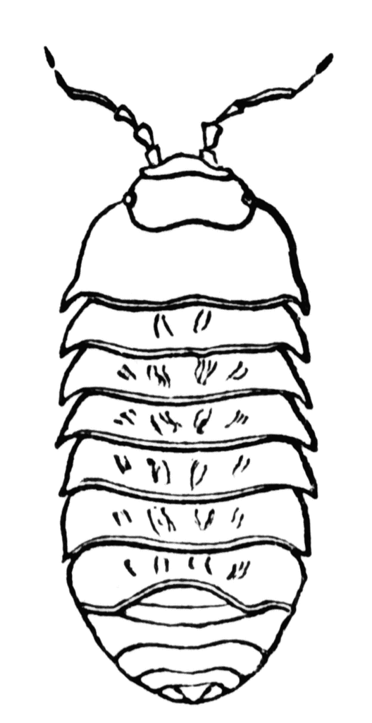 Wood Louse | ClipArt ETC