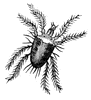 Mite