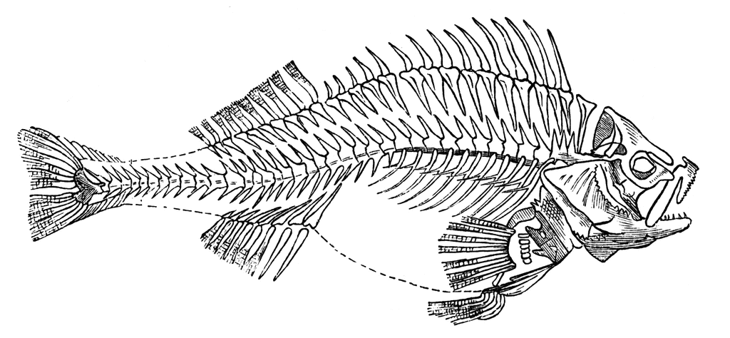 fish bones clipart - photo #36