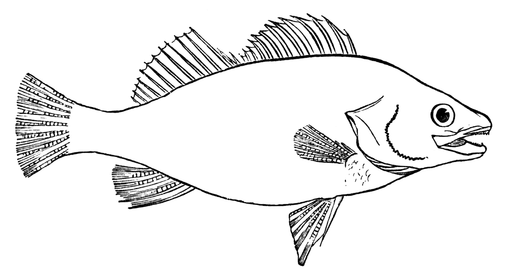 fish clip art coloring pages - photo #16