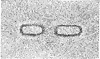 Magnetic Curves