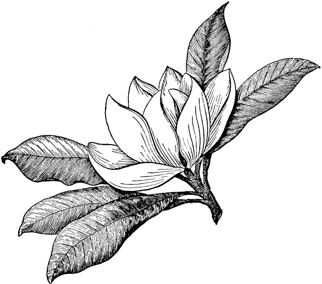 free clip art magnolia flower - photo #7