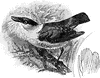 White-bearded Manakin