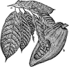 Cacao Fruit and Leaves