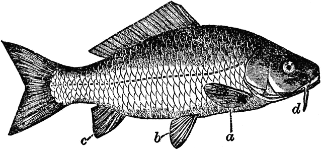 Common Carp | ClipArt ETC