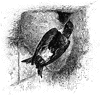 House Martin