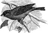 Indigo-bird