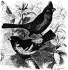 A Northern Cardinal and a Rose-breasted Grosbeak Sitting on a Branch Among the Flowers