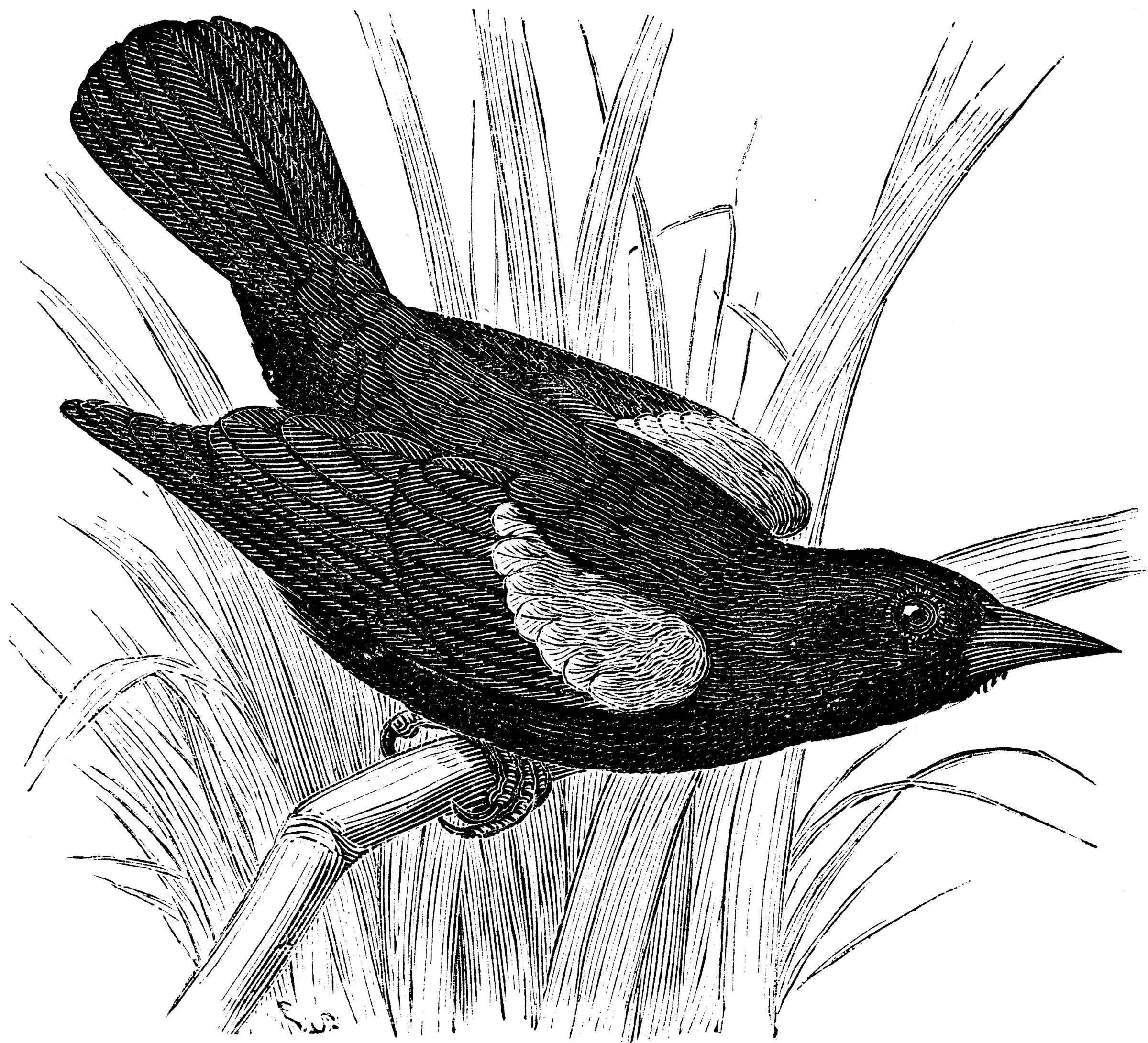 Redwinged Blackbird ClipArt ETC