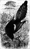 magpie