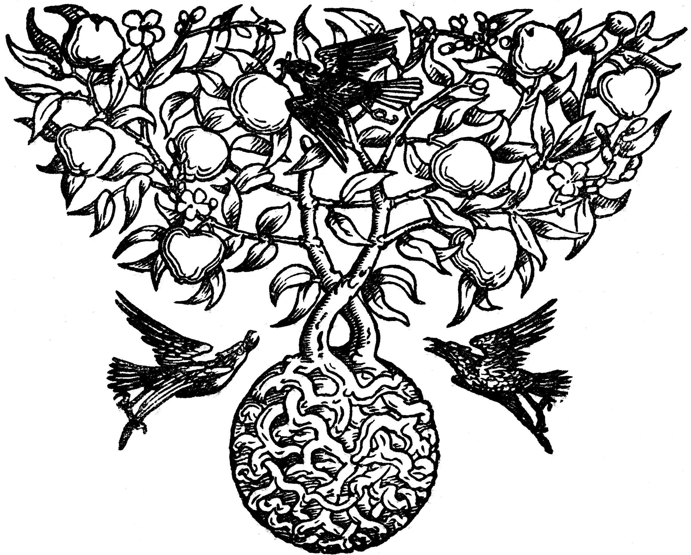 clipart tree with roots and fruit - photo #33