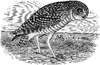 Burrowing Owl