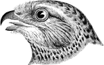"Circus cyaneus hudsonius. American Marsh Hawk, Harrier. Blue hawk. Adult Male: In perfect plumage pale pearly-bluish, or bluish-ash, above, with the upper tail-coverts entirely pure white; but most specimens have a dusky wash obscuring the bluish, and retain traces of brown or rufous. Five outer primaries mostly blackish, all of them and the secondaries with large white basal areas on inner webs; tail-feathers banded with 5 or 6 obscure dusky bars, the terminal one strongest and most distinct, and marbled with white toward their bases. The bluish cast invades the fore under parts, the rest of which are white, with sparse drop-shaped rufous spots; lining of wings white. From this blue-and-white state the bird is found grading by degrees into the very different plumage of the female and young: Above, dark umber-brown, everywhere more or less varied with reddish-brown or yellowish-brown, the upper tail-coverts, however, white, forming a very conspicuous mark; under parts a variable shade of brownish-yellow, or ochraceous, streaked with umber-brown, at least on breast and sides; tail crossed with 6-7 blackish bars." Elliot Coues, 1884