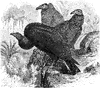 Turkey Buzzard