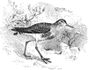 Sanderling
